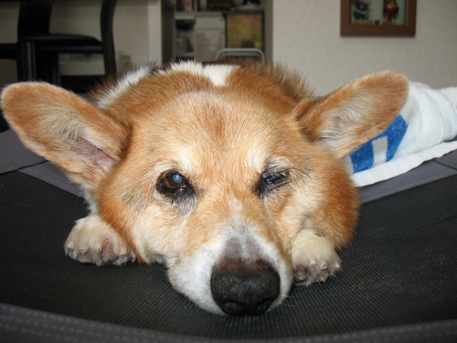 愛犬ブラッキーの介護日記 2 ブラッキー介護日記 アーカイブ